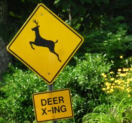 Deer Collision