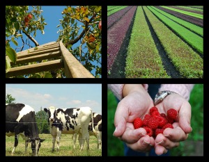 farm and agriculture insurance