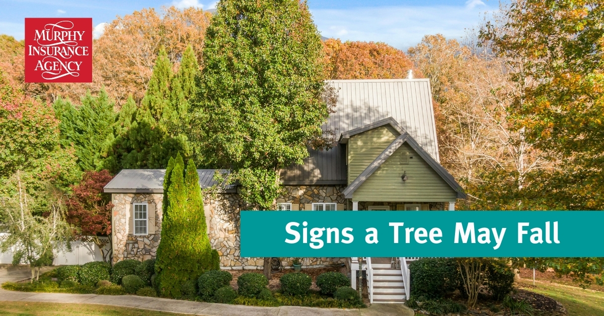 Singualar Tree Fall 10 Signs a Tree May Fall on Your Property | Blog | Murphy Insurance